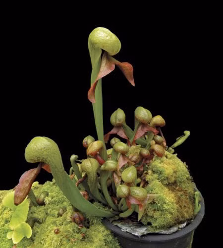  Cây rắn hổ mang. Darlingtonia californica còn gọi là cây nắp ấm California, rắn hổ mang hoa huệ, là một loài thực vật ăn thịt, thành viên duy nhất của chi Darlingtonia trong gia đình Sarraceniaceae. Nó có nguồn gốc ở miền Bắc California và Oregon, phát triển trong đầm lầy.Tên "rắn hổ mang hoa huệ" bắt nguồn từ sự tương đồng của lá hình ống của mình cho một con rắn hổ mang. 