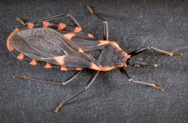  Rệp Kissing. Sở dĩ có tên gọi kissing (nụ hôn) vì loài rệp này thường hút máu trên mặt người. Nó còn là tác nhân gây bệnh Chagas ở châu Phi, một loại bệnh ảnh hưởng đến tim, tiêu hóa.