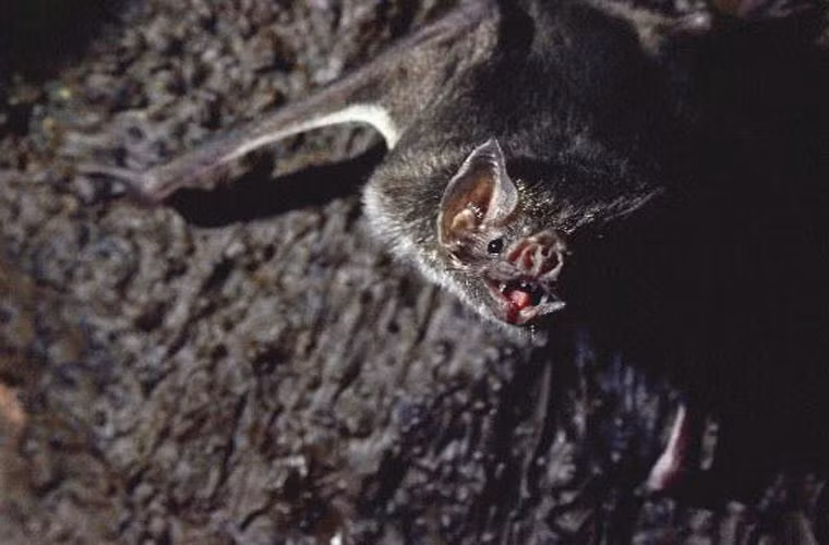  Dơi quỷ. Trong số 1.000 loài dơi được biết đến, chỉ có 3 loài hút máu người. Trong khi dơi chân lông và sơi cánh trắng chỉ hút máu động vật thì dơi quỷ hút cả máu người và máu động vật.