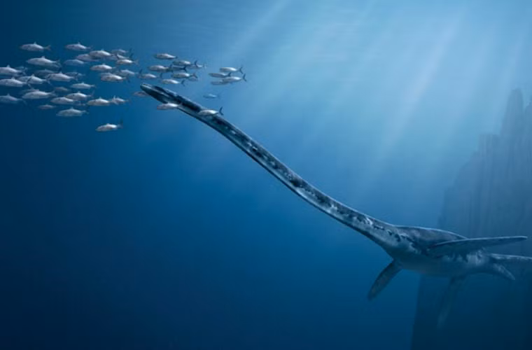  Thalassomedon hay còn gọi là “Vua biển”. Loài này có chiều dài lên tới 12m, với những chiếc chân dài 2m, cho phép nó có thể lặn sau dưới biển. Loài này phát triển cực thình vào kỷ phấn trắng và chỉ chịu diệt vong khi xuất hiện loài quái thú biển mới là Mosasaur.