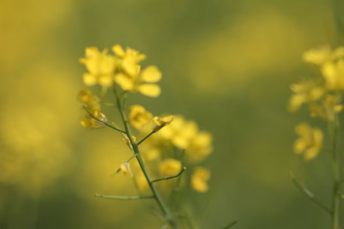 Khu vực gần cầu Đuống, thị trấn Yên Viên, ven đê Phù Đổng... Hà Nội là những nơi có nhiều vườn cải rộng, đẹp mắt và hút khách nhất.