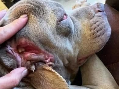 Tren tai chu cho co nhung cuc mau vang, nhin ky lai so toat mo hoi hot-Hinh-2