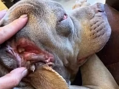 Tren tai chu cho co nhung cuc mau vang, nhin ky lai so toat mo hoi hot-Hinh-2