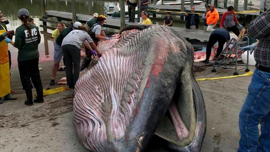 Phat hien loai ca voi moi chi con 100 ca the