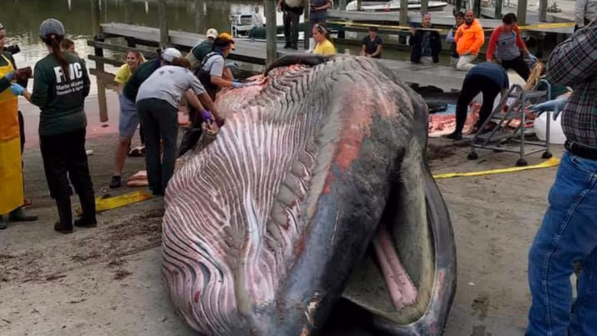 Phát hiện loài cá voi mới chỉ còn 100 cá thể Phat hien loai ca voi moi chi con 100 ca the