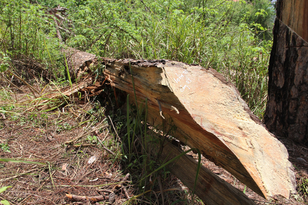 8 cây bị chặt đều có chiều dài hơn 10 m. Cơ quan chức năng đã đánh dấu những cây thông bị cưa để điều tra.