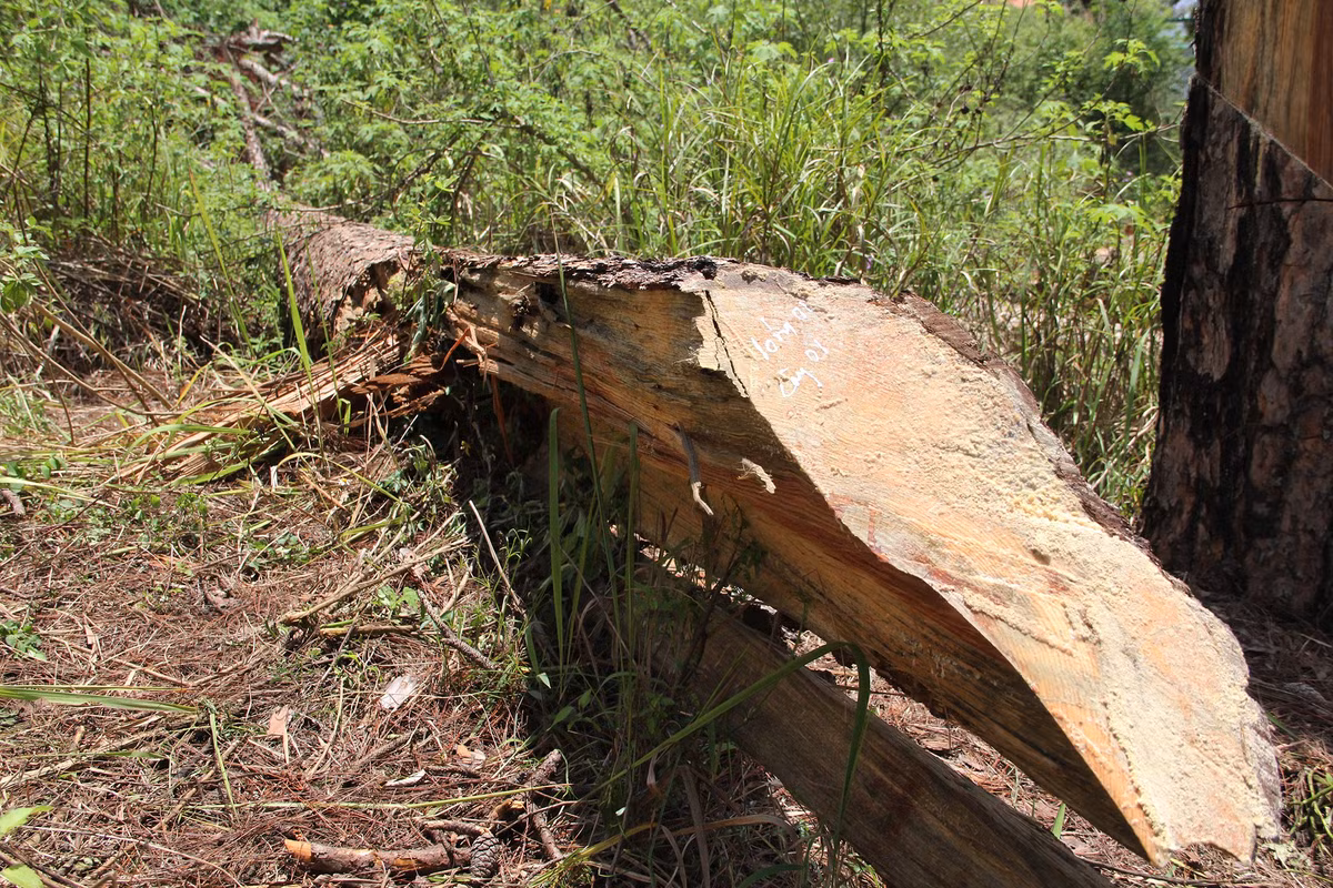 8 cây bị chặt đều có chiều dài hơn 10 m. Cơ quan chức năng đã đánh dấu những cây thông bị cưa để điều tra.