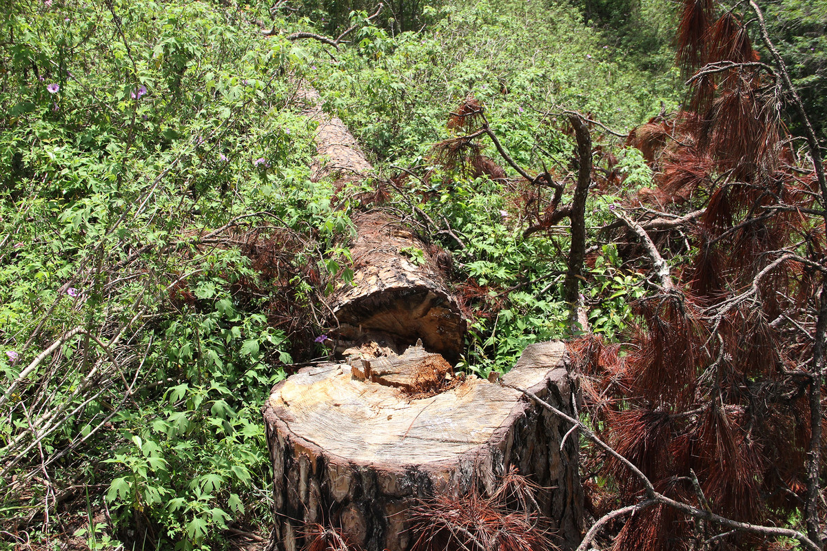 Hiện trường vụ việc là khu vực triền đồi cạnh Dinh 2. Theo lãnh đạo Hạt Kiểm lâm Đà Lạt, những cây thông bị cưa hạ thuộc thửa đất liền nhau số 17 và 19, do ông Huỳnh Đức Thuận và bà Hồ Thị Kim Trang đứng tên.