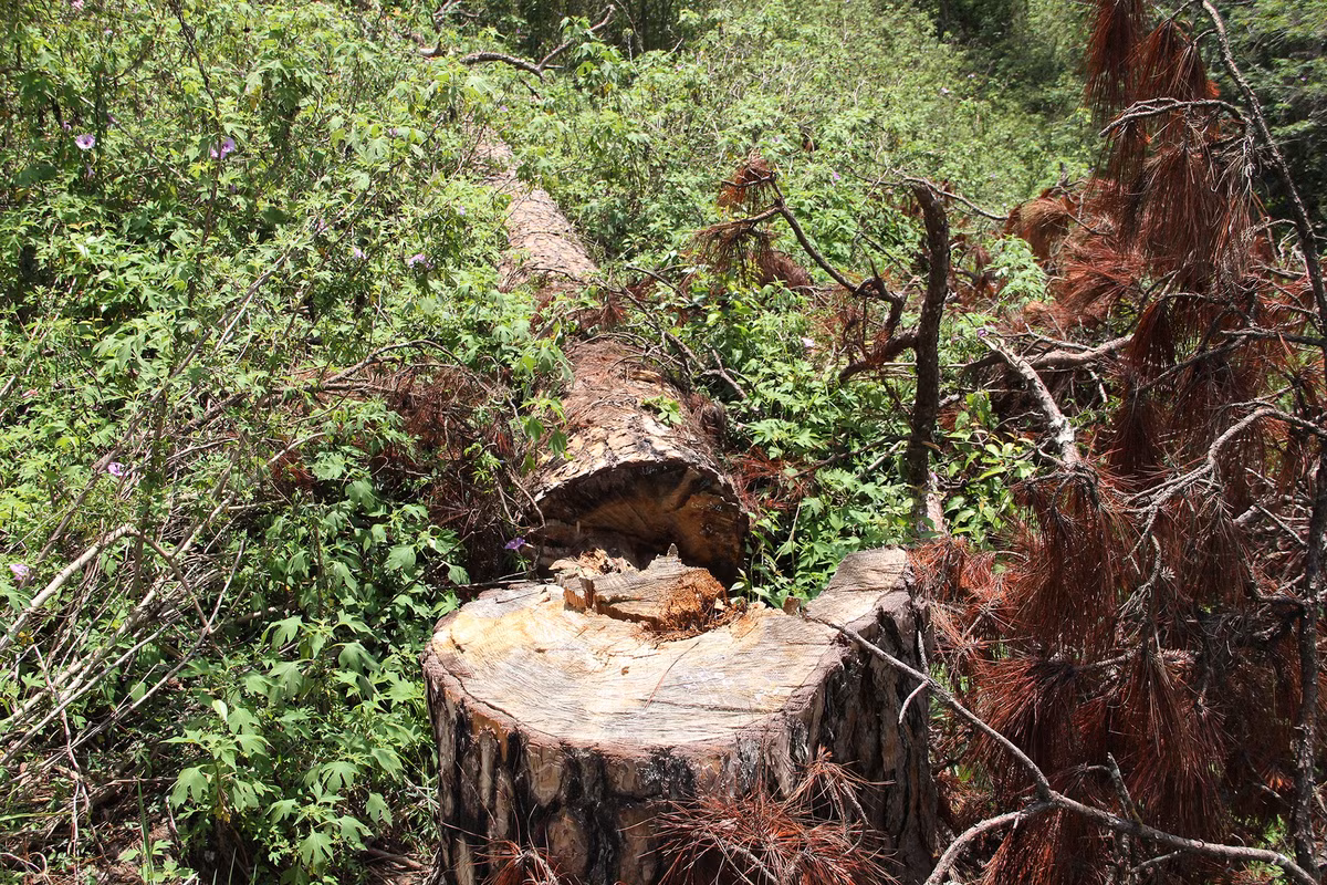 Hiện trường vụ việc là khu vực triền đồi cạnh Dinh 2. Theo lãnh đạo Hạt Kiểm lâm Đà Lạt, những cây thông bị cưa hạ thuộc thửa đất liền nhau số 17 và 19, do ông Huỳnh Đức Thuận và bà Hồ Thị Kim Trang đứng tên.
