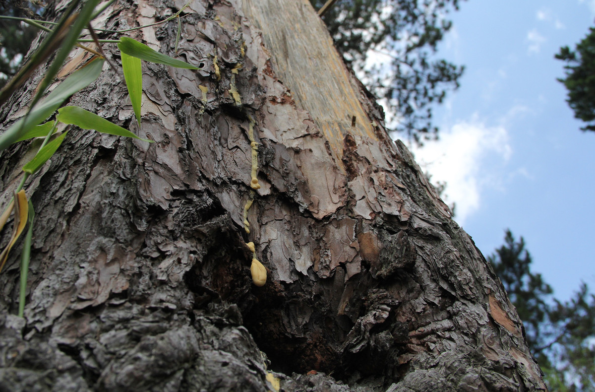 Cây bị chặt được trồng hơn 100 năm. Bị lâm tặc cưa hạ, nhựa cây vẫn còn mới, chảy xuống đất.