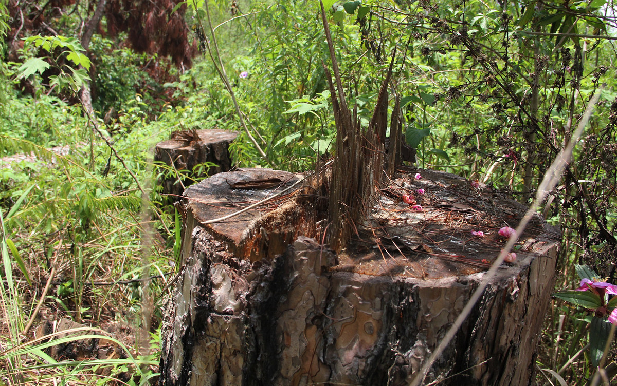 Đây là cây rừng nội ô do Ban Quản lý rừng Lâm Viên quản lý. Trước khi vụ việc này xảy ra, một số gốc thông khác cũng bị cưa chặt. Theo Hạt kiểm lâm TP Đà Lạt, 8 cây thông ba lá bị cưa hạ có khối lượng gỗ hơn 11 m3.