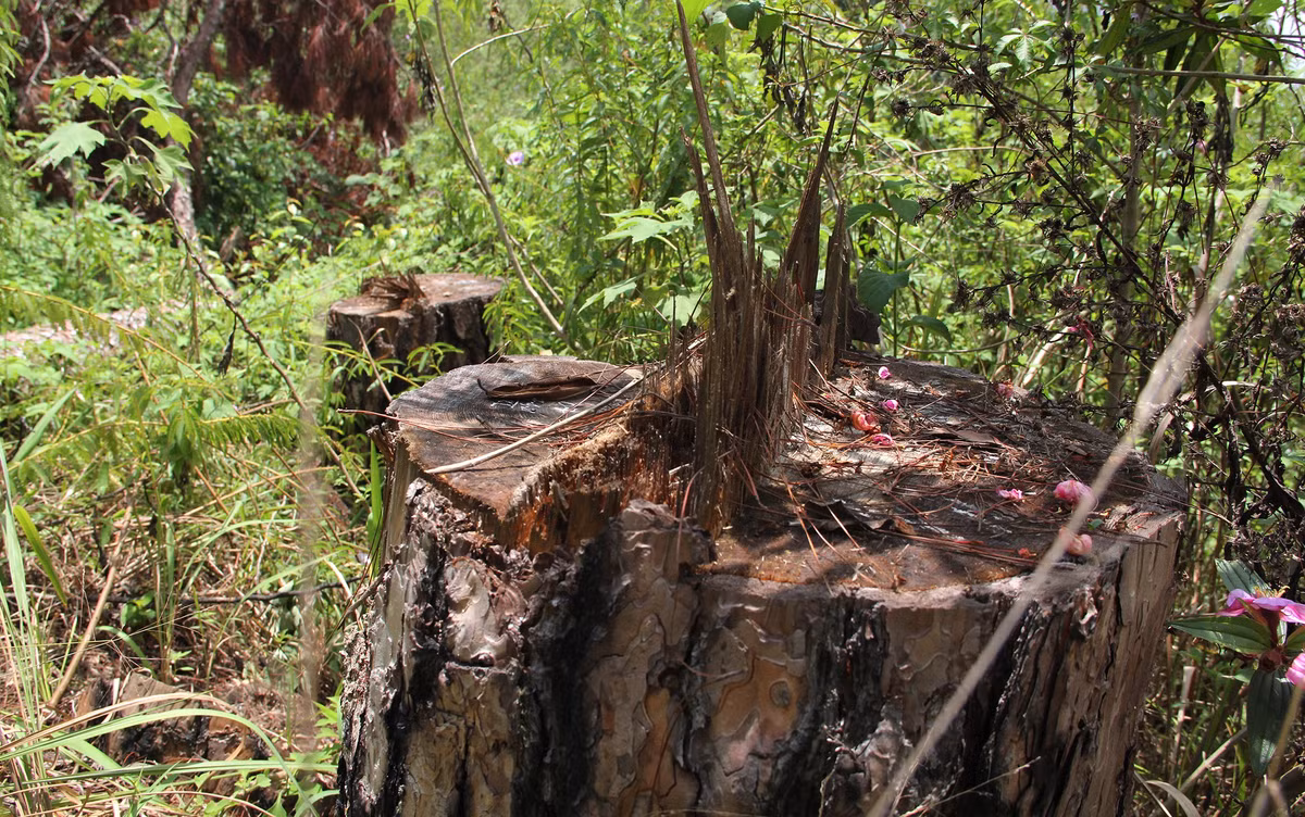 Đây là cây rừng nội ô do Ban Quản lý rừng Lâm Viên quản lý. Trước khi vụ việc này xảy ra, một số gốc thông khác cũng bị cưa chặt. Theo Hạt kiểm lâm TP Đà Lạt, 8 cây thông ba lá bị cưa hạ có khối lượng gỗ hơn 11 m3.