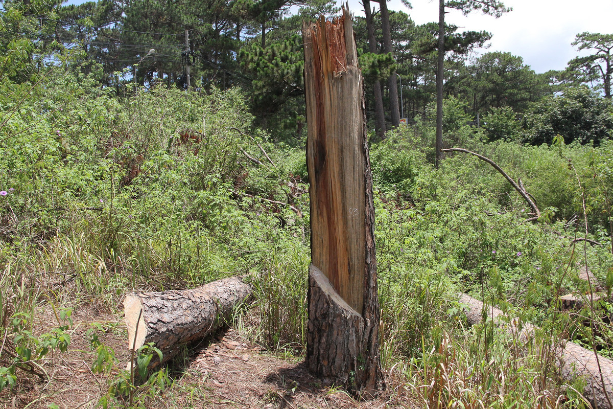 Cây thông cổ thụ này bị chặt phá một phần rồi tự gãy đổ. Phần gốc cây còn lại cao hơn 2 m.