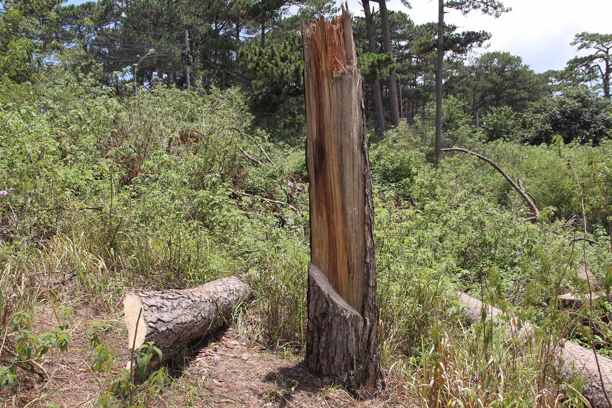 Cây thông cổ thụ này bị chặt phá một phần rồi tự gãy đổ. Phần gốc cây còn lại cao hơn 2 m.