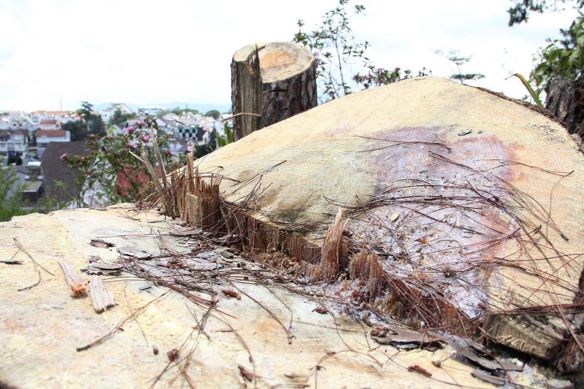 Một số gốc thông mới bị cưa hạ, còn ứa nhựa. Những gốc cây này có đường kính 38-72 cm.