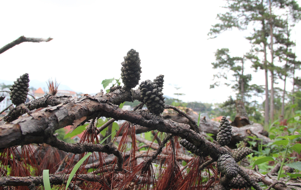 Khu vực thông bị cưa hạ nằm gần nhà dân. Theo ghi nhận của phóng viên, khu vực này còn khoảng 8 cây thông ba lá. Tuy nhiên, 3 cây trong số này bị đốt cháy rỗng ruột. Sau khi nhận thông tin phản ánh từ báo chí, lực lượng chức năng TP Đà Lạt đã khám nghiệm hiện trường, điều tra vụ việc. Ông Nguyễn Mạnh Hùng, Trưởng ban Quản lý rừng Lâm Viên, cho biết những cây thông trên thuộc địa phận quản lý, bảo vệ của đơn vị. Lâm tặc đã lợi dụng ngày nghỉ, ngày mưa, đêm tối để cưa hạ cây.