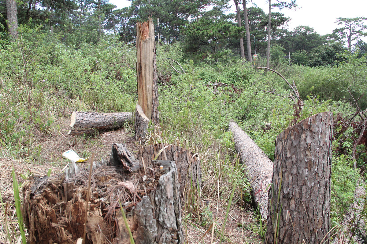 Cơ quan chức năng đang điều tra, truy tìm thủ phạm chặt 8 cây thông ba lá cổ thụ trên đường Trần Hưng Đạo, phường 10, TP Đà Lạt, tỉnh Lâm Đồng.