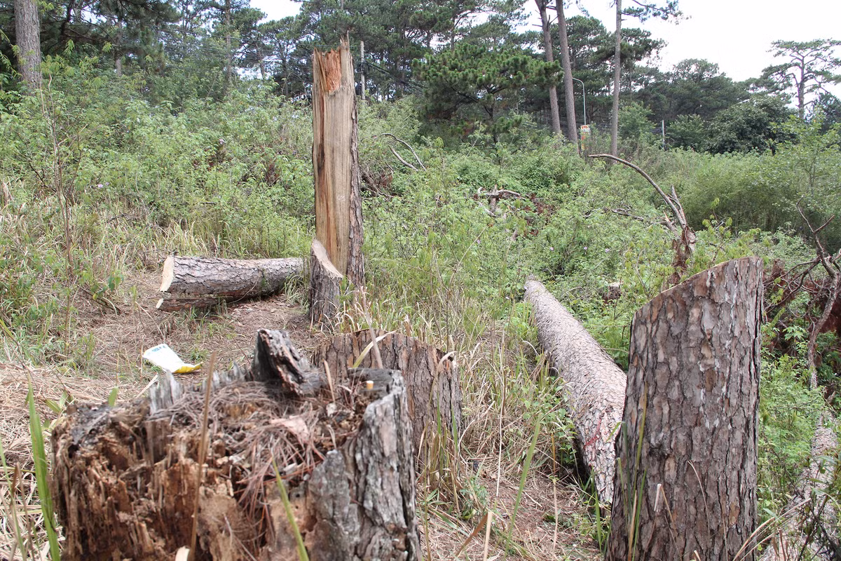 Cơ quan chức năng đang điều tra, truy tìm thủ phạm chặt 8 cây thông ba lá cổ thụ trên đường Trần Hưng Đạo, phường 10, TP Đà Lạt, tỉnh Lâm Đồng.