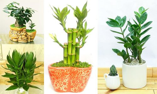 5 loai cay dat len ban tho tang cuong loc khi, gia chu phat tai nhanh-Hinh-2