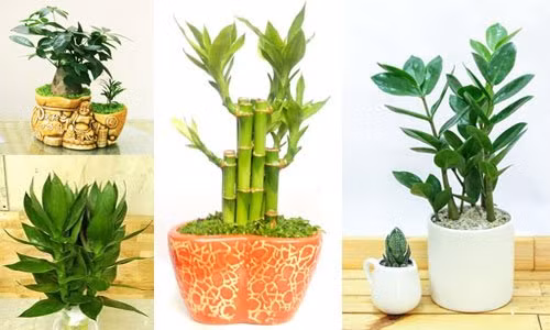 5 loai cay dat len ban tho tang cuong loc khi, gia chu phat tai nhanh-Hinh-2