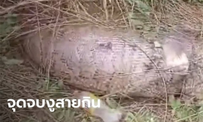 Trăn khổng lồ vỡ bụng chết thảm sau khi nuốt chửng con bê ảnh 2 Trăn khổng lồ vỡ bụng chết thảm sau khi nuốt chửng con bê ảnh 2