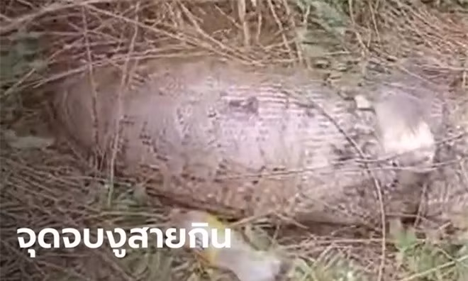 Trăn khổng lồ vỡ bụng chết thảm sau khi nuốt chửng con bê ảnh 2