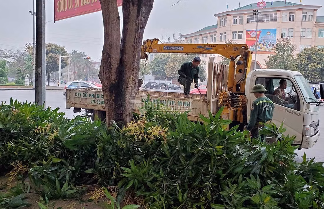 Hang loat cay xanh o “trai tim thanh Vinh” bi don ha lam pho di bo-Hinh-5