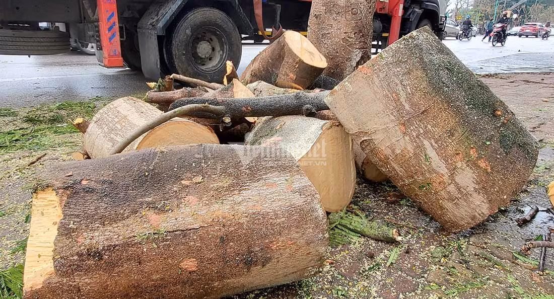 Hang loat cay xanh o “trai tim thanh Vinh” bi don ha lam pho di bo-Hinh-11