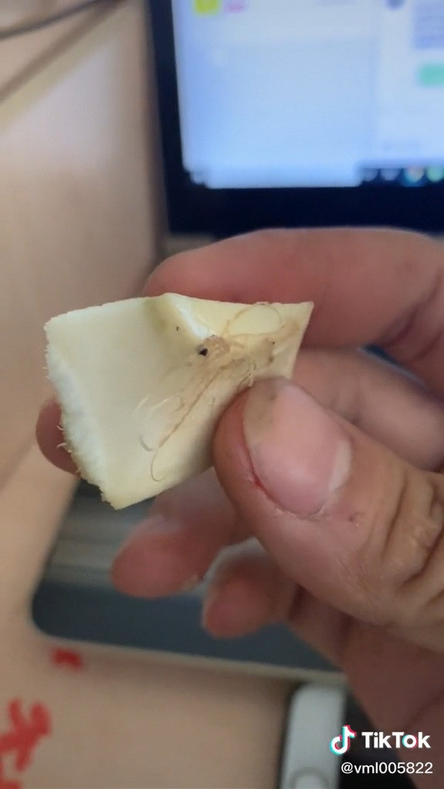 Viet Nam co giong dua bo ra nhu bo qua cam, chi an vo-Hinh-4