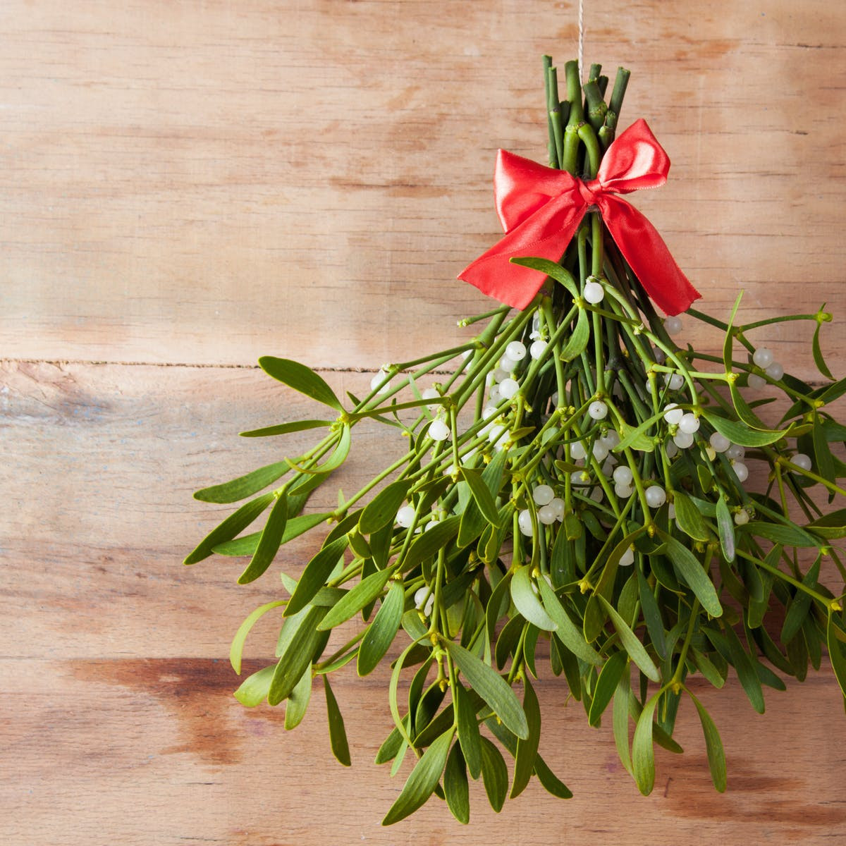 6 loại cây có vẻ ngoài rực rỡ nhưng chứa độc tố chết người - Hình 4 6 loai cay co ve ngoai ruc ro nhung chua doc to chet nguoi-Hinh-4