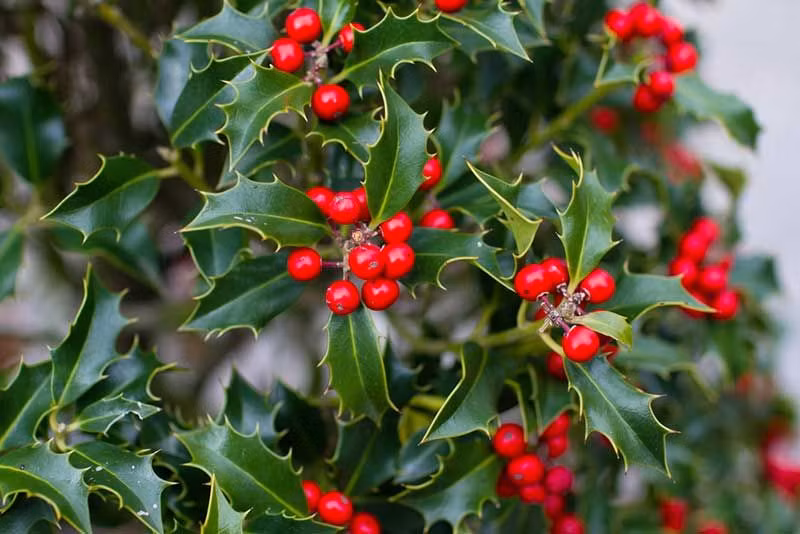 6 loai cay co ve ngoai ruc ro nhung chua doc to chet nguoi