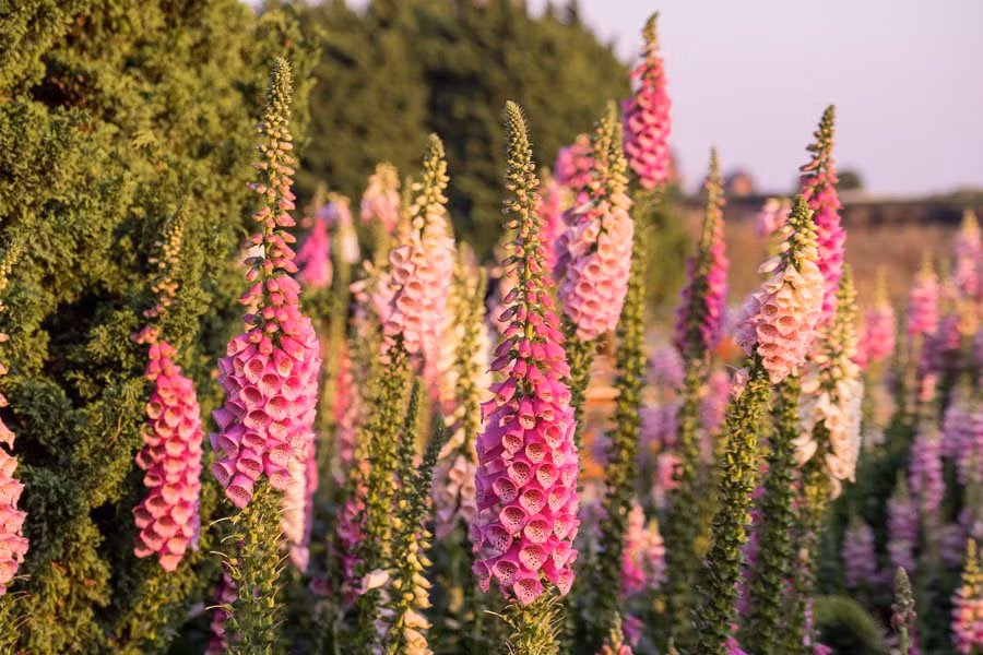 6 loai cay co ve ngoai ruc ro nhung chua doc to chet nguoi-Hinh-3