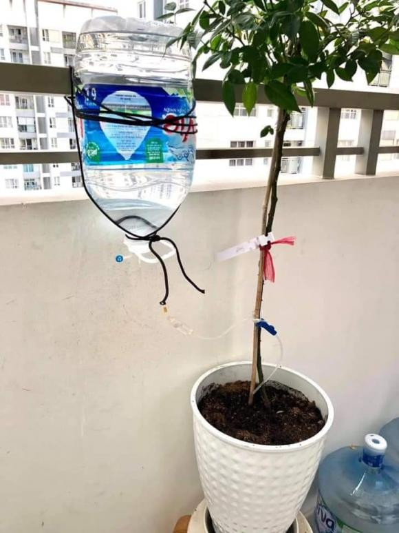 Ve que an Tet, nhieu nguoi sang tao cach de cay duoc cung cap du nuoc