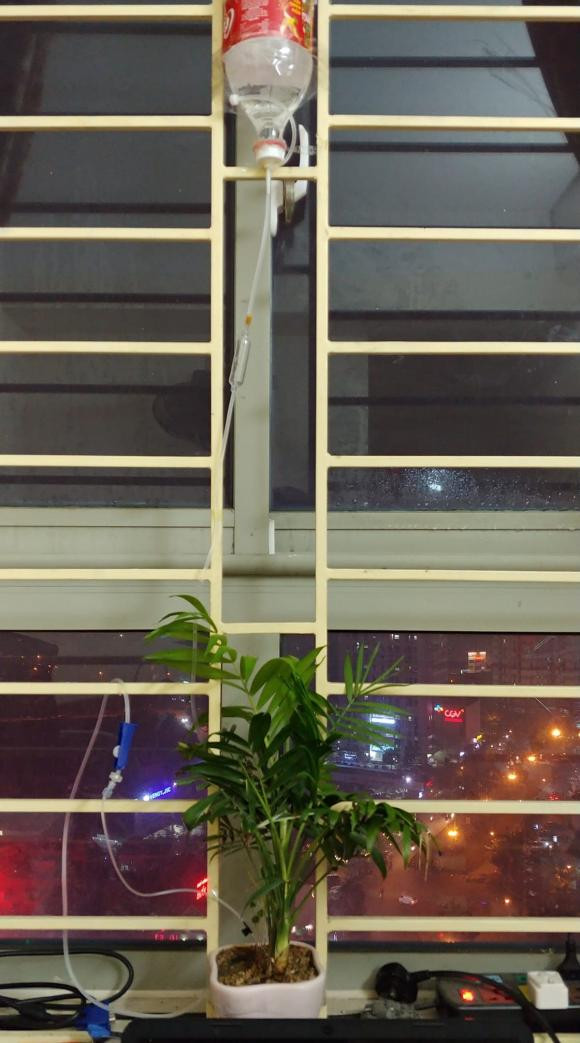 Ve que an Tet, nhieu nguoi sang tao cach de cay duoc cung cap du nuoc-Hinh-4