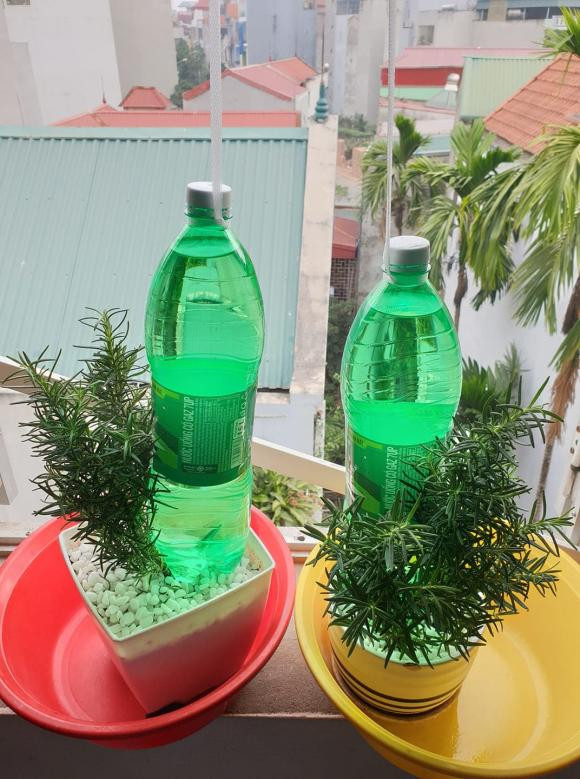 Ve que an Tet, nhieu nguoi sang tao cach de cay duoc cung cap du nuoc-Hinh-2