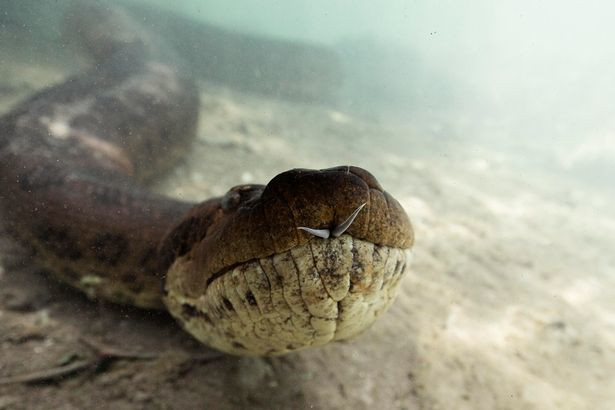 Nhiep anh gia lieu mang chup chung voi tran 'khung'-Hinh-3