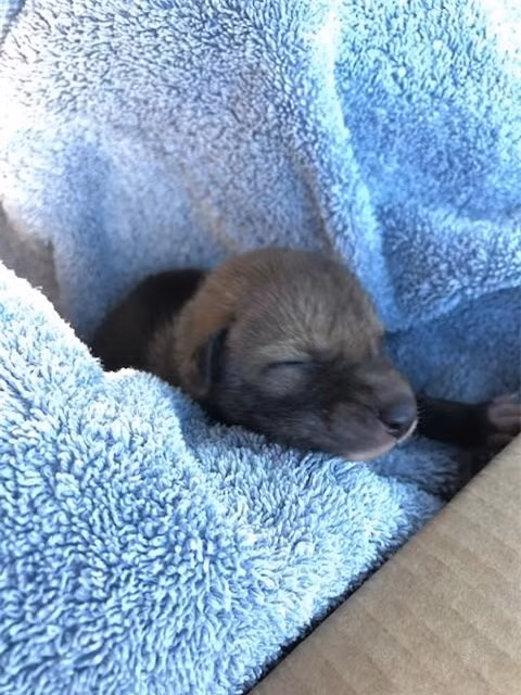 Nguoi dan ong giai cuu 1 