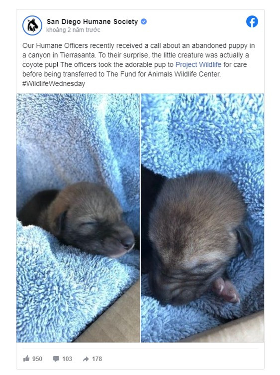 Nguoi dan ong giai cuu 1 