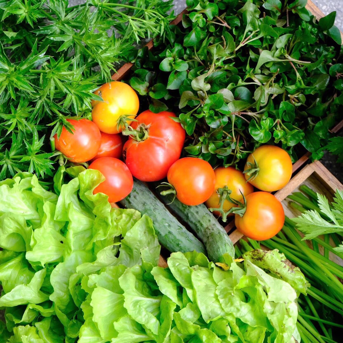 Khu vuon xanh ngat, cung cap rau cu cho ngay dich-Hinh-4