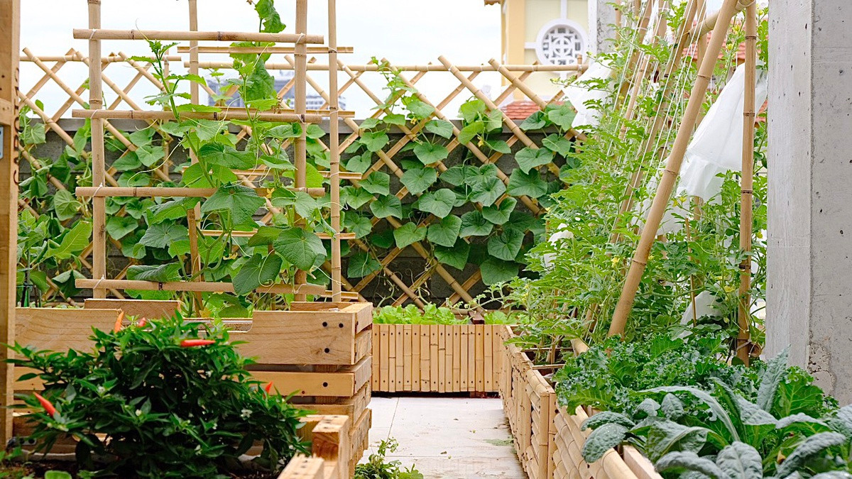 Khu vuon xanh ngat, cung cap rau cu cho ngay dich-Hinh-3