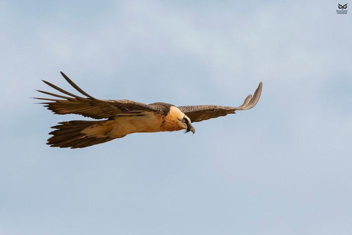 Khúc xương này đôi khi nặng bằng nửa trọng lượng con chim. Sau đó chúng thả chính xác vào những tảng đá bên dưới, khiến khúc xương vỡ thành những mảnh nhỏ. 