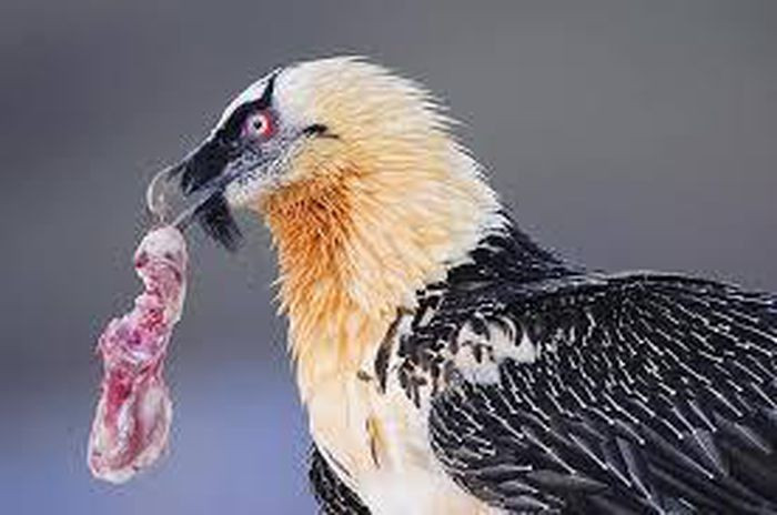 Nhiều lần thả trượt tảng đá khiến khúc xương không vỡ thì kền kền râu lại sà xuống, lặp lại hành vi. 