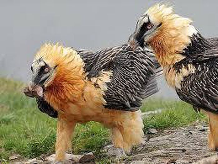 Trong mùa sinh sản, chúng chủ yếu ăn xác động vật. Chúng thích các chi của cừu và các động vật có vú nhỏ khác và mang thức ăn về tổ 