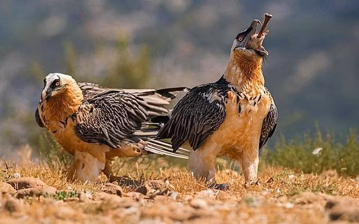 La lung loai chim khong lo, co ca chom rau duoi cam-Hinh-11