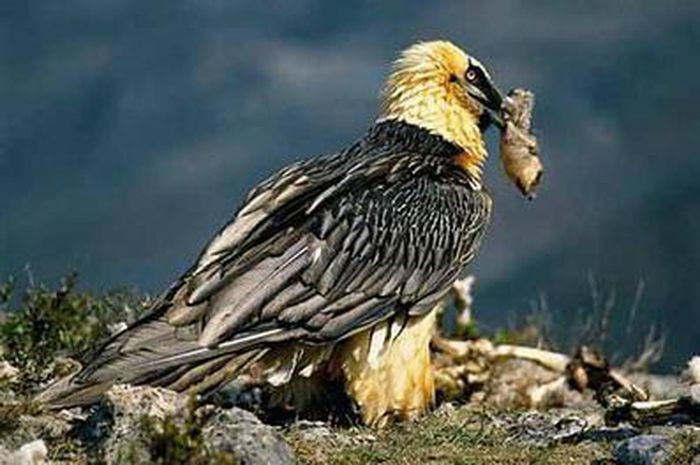 Điều này lý giải vì sao khu vực sinh sống của kền kền râu thường gần với các đàn gia súc như cừu, bò, ngựa 