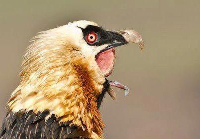 Nhờ nồng độ axit đậm đặc trong dạ dày, kền kền râu tiêu hóa gọn cả khúc xương lớn chỉ trong khoảng 24 giờ 