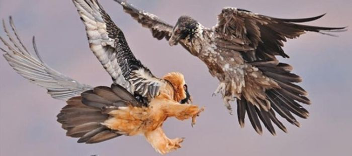 Những con kền kền râu trưởng thành mất tới 7 năm để hoàn thiện một kỹ năng quan trọng 