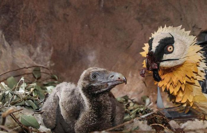 Từ nhỏ, kền kền râu đã được bố mẹ mớm cho thức ăn là... xương. Chim non có màu nâu đen sẫm trên hầu hết cơ thể, với bộ ngực màu nâu đen và mất 5 năm để trưởng thành hoàn toàn. 