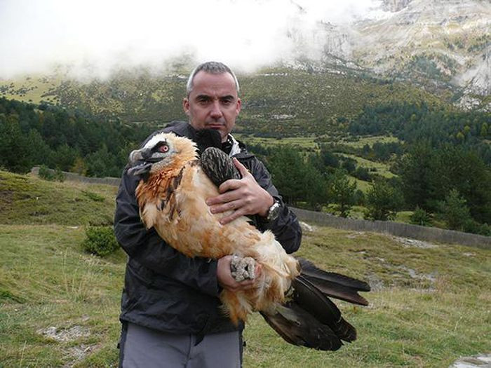 Đây là loài chim ăn thịt to lớn. Khi đứng chúng cao 1m3, cân nặng có thể đến 8kg- một trọng lượng rất đáng kể, và để có thể nhấc bổng lên trời cao chúng cần sải cánh rộng tới gần 3m. Con cái thường lớn hơn một chút so với con đực. 