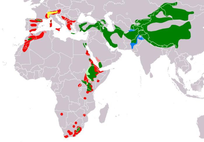 Loài chim này sống và sinh sản trên các vách đá cheo leo ở vùng núi cao ở Nam Âu, Caucasus,Châu Phi và Tây tạng 